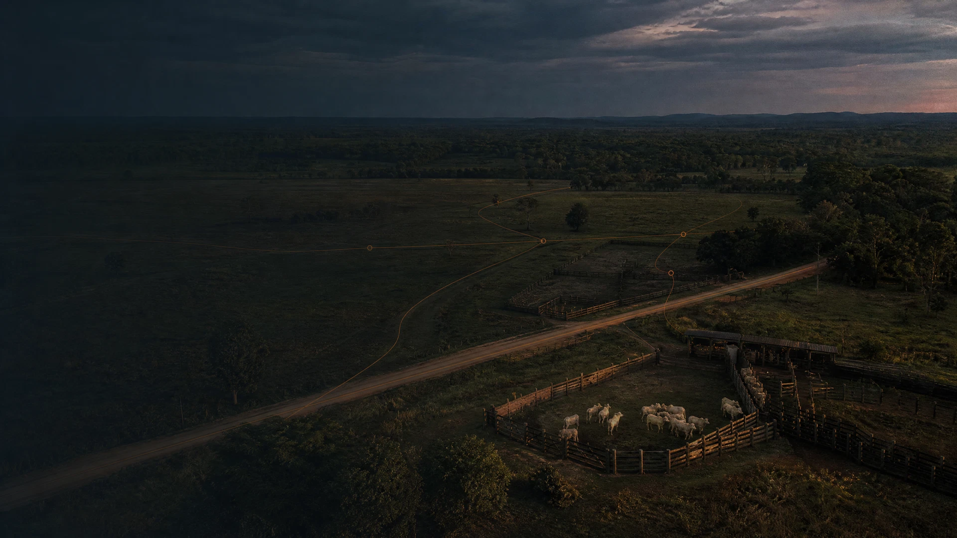 Cattle operation at dawn
